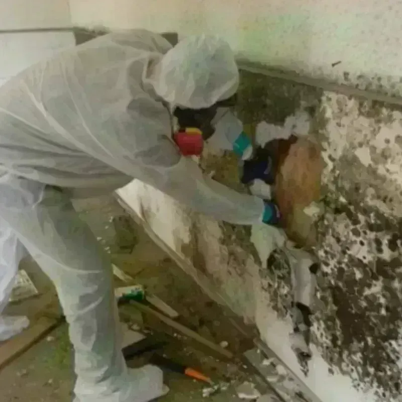 Mold Remediation and Removal in Maplewood, MN